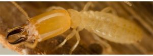timber pest report