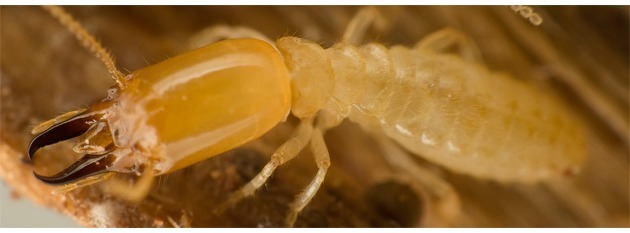 timber pest report
