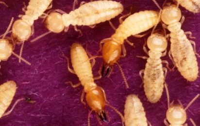 How to Deal with Termites – Step by Step