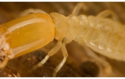 The Truth About Termites